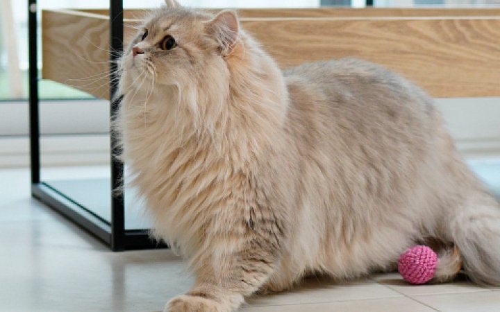 wybrane_problemy_stomatologiczne_u_kotow_doroslych