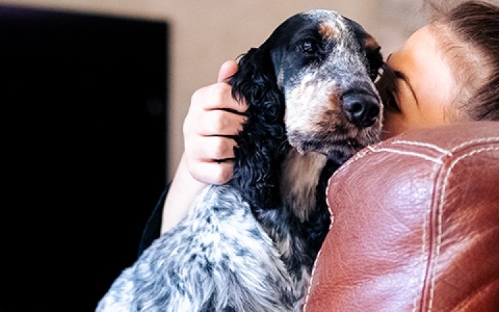 Pies w ramionach opiekunki