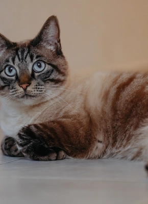 Cat_lying_indoor_alone_advice