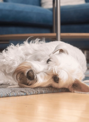 Dog_lying and resting on a rug_indoor_alone_advice