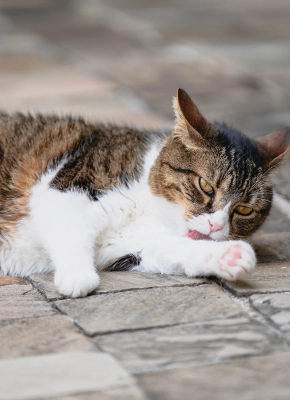 Cat_licking its paw_outdoor_alone_advice