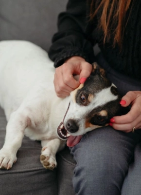 Woman petting a happy Jack Russell Terrier lying on a gray sofa.
