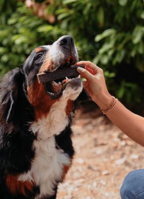 perro-comiendo-snack-dental