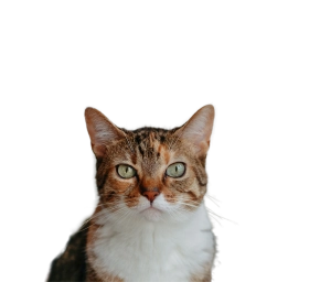 Close-up of a brown and white tabby cat with green eyes staring directly at the camera.