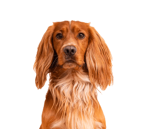 Brown spaniel dog with long floppy ears and wavy chest fur looking forward against a white background.