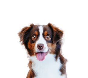 Happy brown and white dog with bright eyes and tongue out against a plain background.