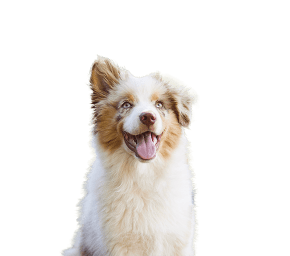 Happy Australian Shepherd dog with fluffy fur and blue eyes sitting against a blurred green background.