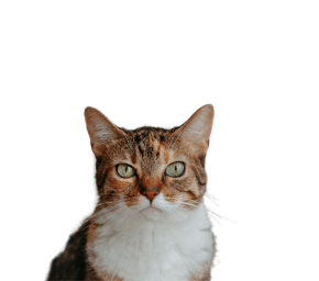 Close-up of a brown and white tabby cat with green eyes staring directly at the camera.