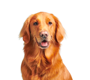 Golden Retriever dog with shiny reddish-golden fur sitting against a light blue background.
