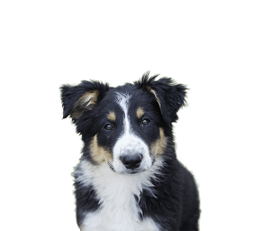 Black, white, and tan Border Collie dog with fluffy fur looking forward against a blurred outdoor background.