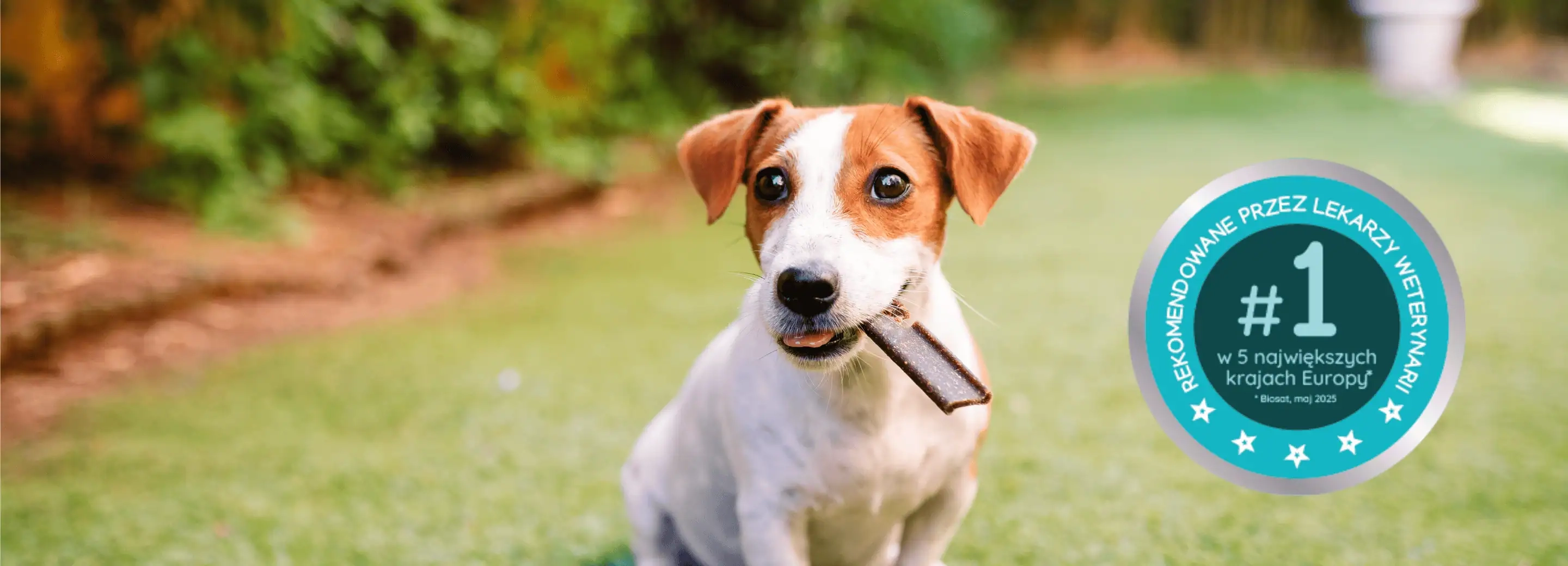 Pies rasy Jack Russell terrier z gryzakiem dentystycznym Veggiedent w pysku na tle trawnika. Obok znaczek: rekomendowane przez lekarzy weterynarii #1 w Europie