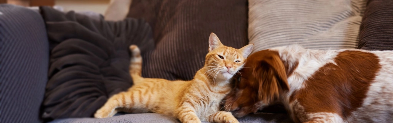 Orange cat and brown-white dog cuddling on a cozy couch with soft pillows.