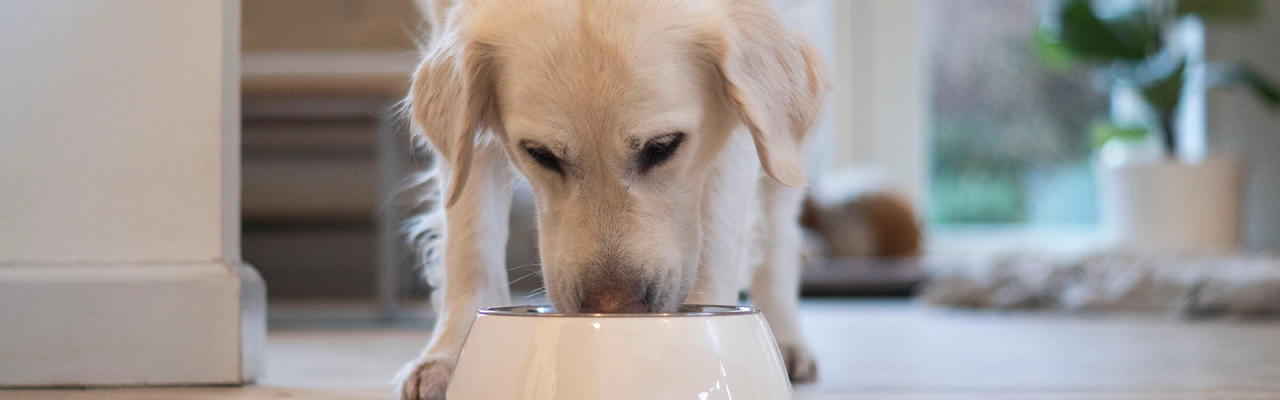 Dog_Labrador eating_indoor_alone_advice