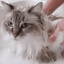 PL_Pyoderm-Shampoo_05.2026_5.webp