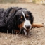 PL_VEGGIEDENT-FR3SH_Unity-visual_5_2026.webp