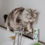 PL_Sebolytic-Shampoo_05.2026_5.webp