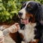 PL_MOVOFLEX-dog_Unity-visual_5_2026.webp