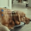 HQ_Zenidog-Collar_Video_2025_2.mp4