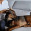 PL_Zenidog-Collar_Unity-visual_5_2026.webp