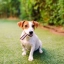 HQ_Veggiedent-Fresh_Unity-1_2025.jpg
