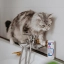 PL_Allermyl-Shampoo-for-Dogs--Cats_05.2026_5.webp