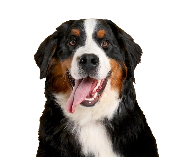 Dog_Bernese Moutain Dog_detoured