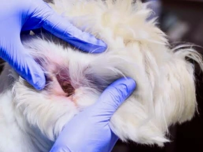 rumień kanałów słuchowych