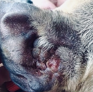 wytwórcze zapalenie kanałów słuchowych