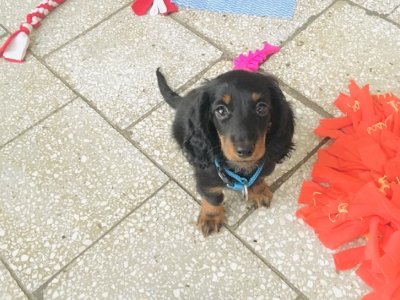 Szczeniak jamnika otoczony zabawkami