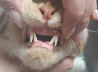 Zgryz urazowy kota po usunięciu zębów siecznych