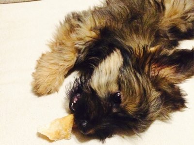 Szczeka jak najęty 1