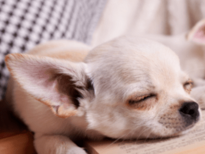 Mały pies śpiący na książce