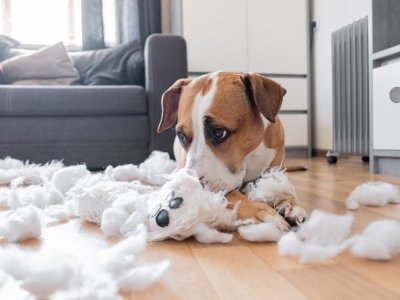 pies niszczący pluszową zabawkę