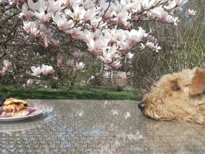 Biegunka u psa i kota: Przyczyny, objawy i leczenie