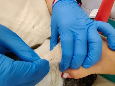 pobieranie materiału ze zmiany skórnej