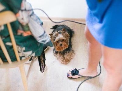 Mały pies Yorkshire Terrier