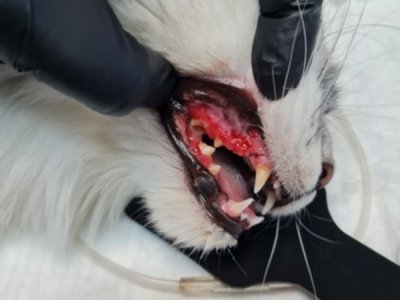 silne zapalenie dziąseł u kota