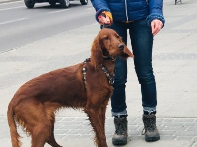 Szczeka jak najęty 2