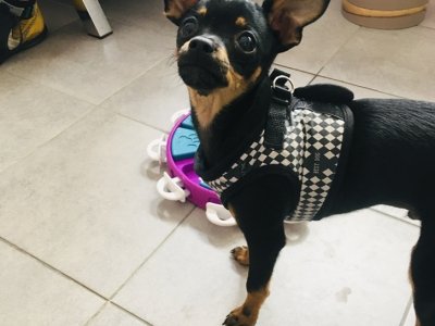 pies obok zabawki interaktywnej