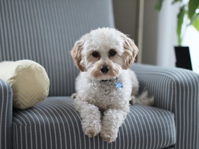 Biały pies odpoczywa na fotelu