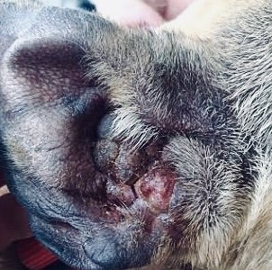 wytwórcze zapalenie kanałów słuchowych