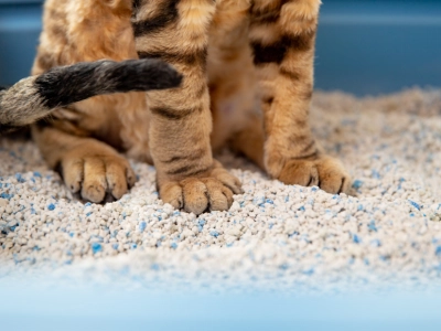 Kot siedzący w kuwecie