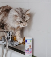 Cat_Allerderm shampoo_in the bathroom_indoor_alone_advice