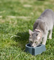 Cat_drinking on grass_outdoor_alone_advice